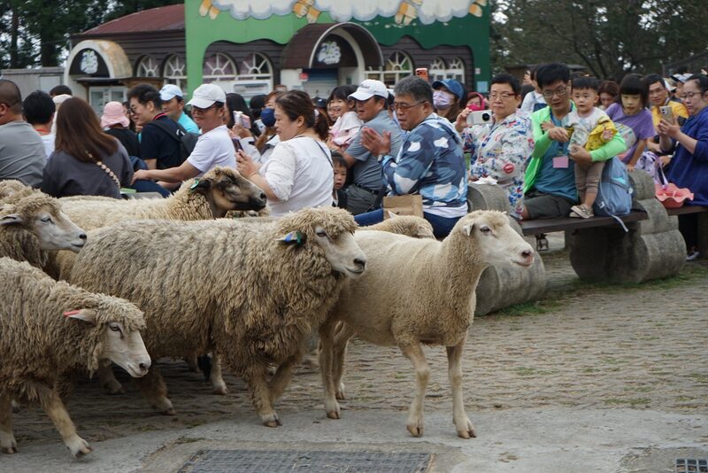 精彩綿羊秀登場，大家近距離感受農場的可愛魅力。🐑✨圖片